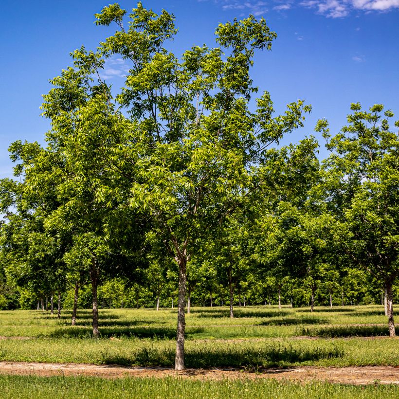 Carya illinoinensis Pawnee - Pecan (Porto)