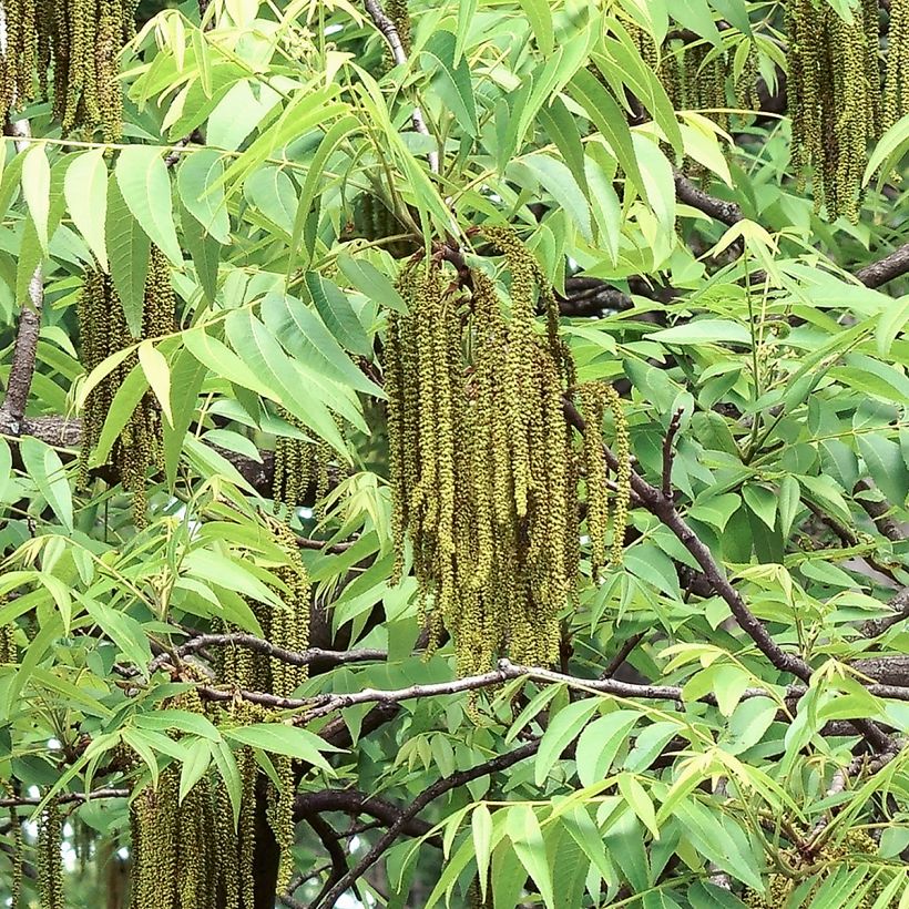 Carya illinoinensis Shoshoni - Pecan (Fioritura)