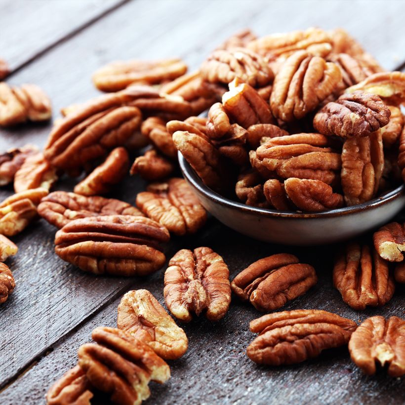 Carya illinoinensis Shoshoni - Pecan (Raccolta)