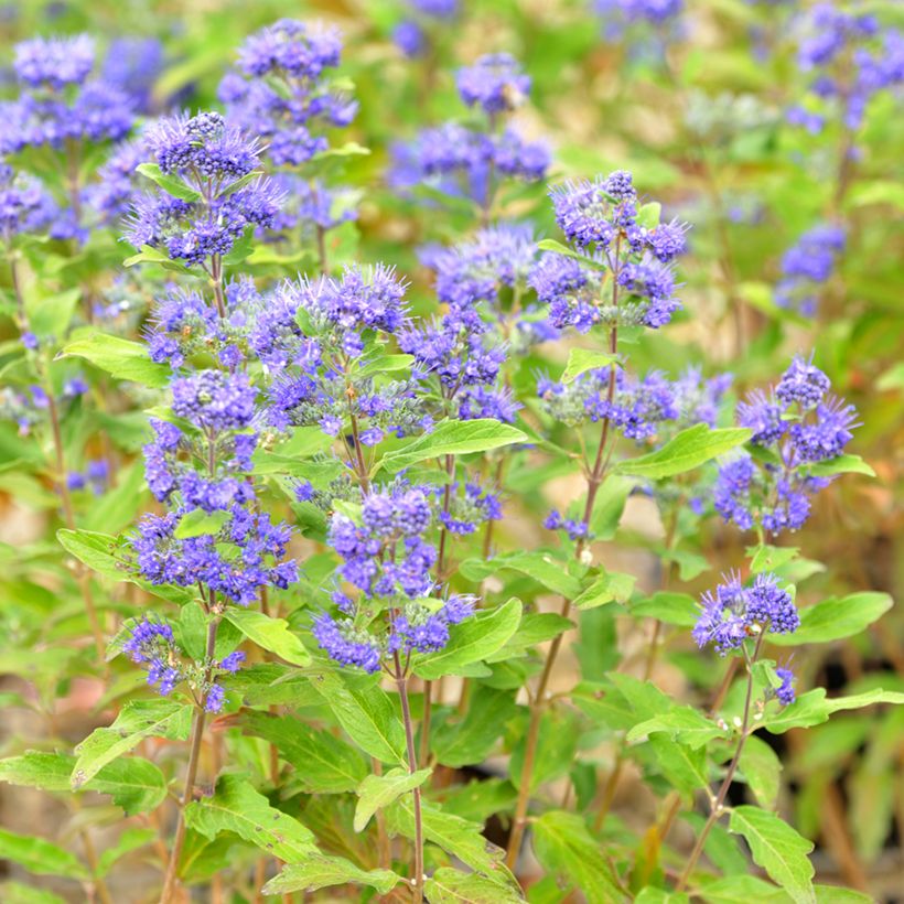 Caryopteris clandonensis Grand Bleu (Fioritura)