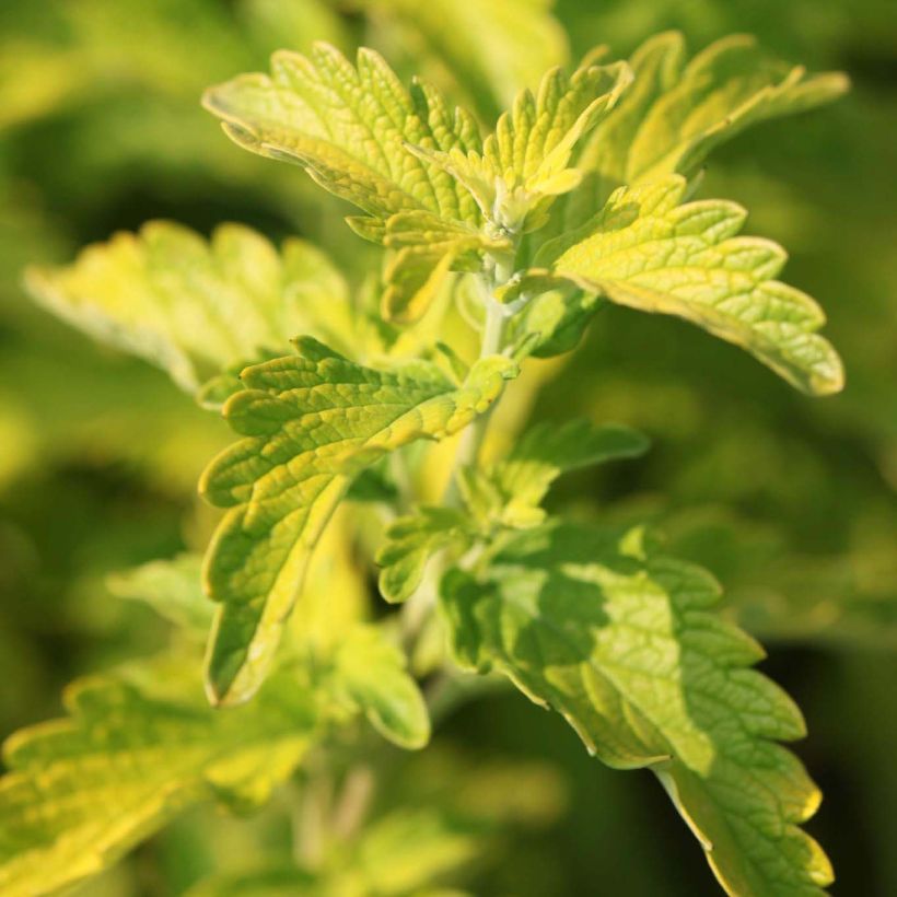 Caryopteris clandonensis Hint of Gold (Fogliame)