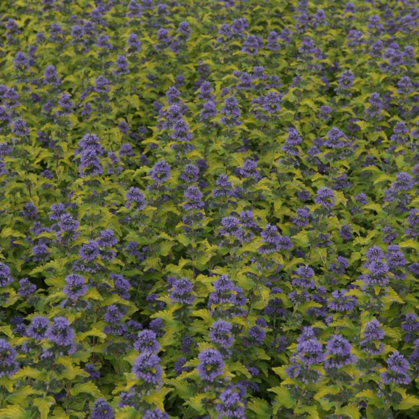 Caryopteris clandonensis Hint of Gold (Fioritura)