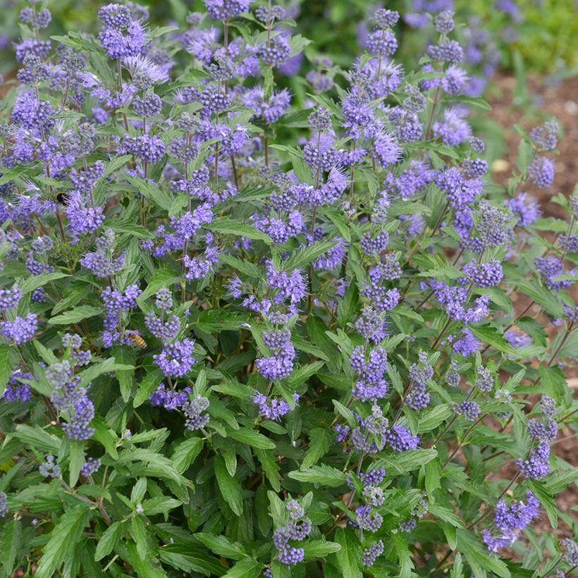 Caryopteris clandonensis Beyond Midnight (Porto)