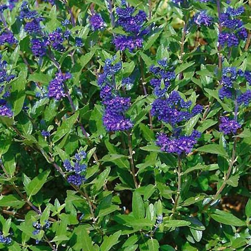 Caryopteris clandonensis First Choice (Fogliame)