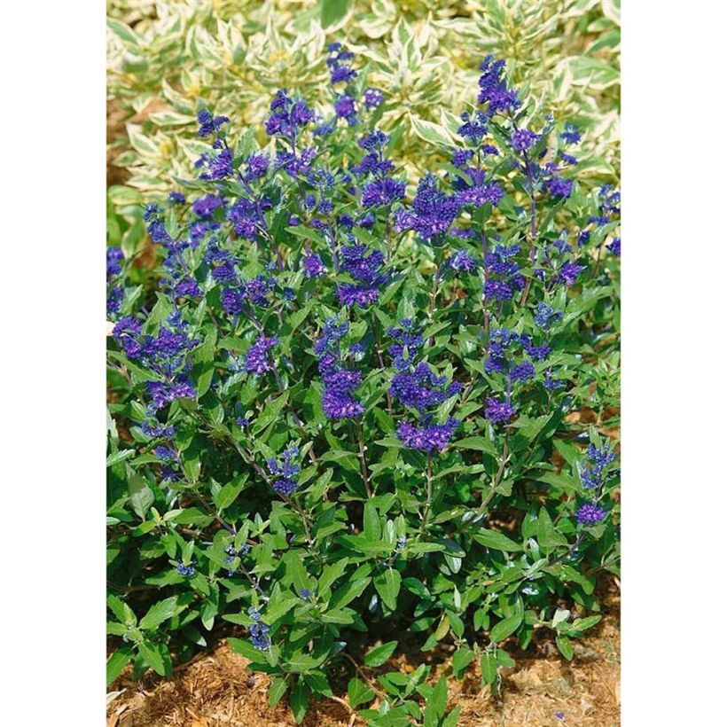 Caryopteris clandonensis First Choice (Porto)