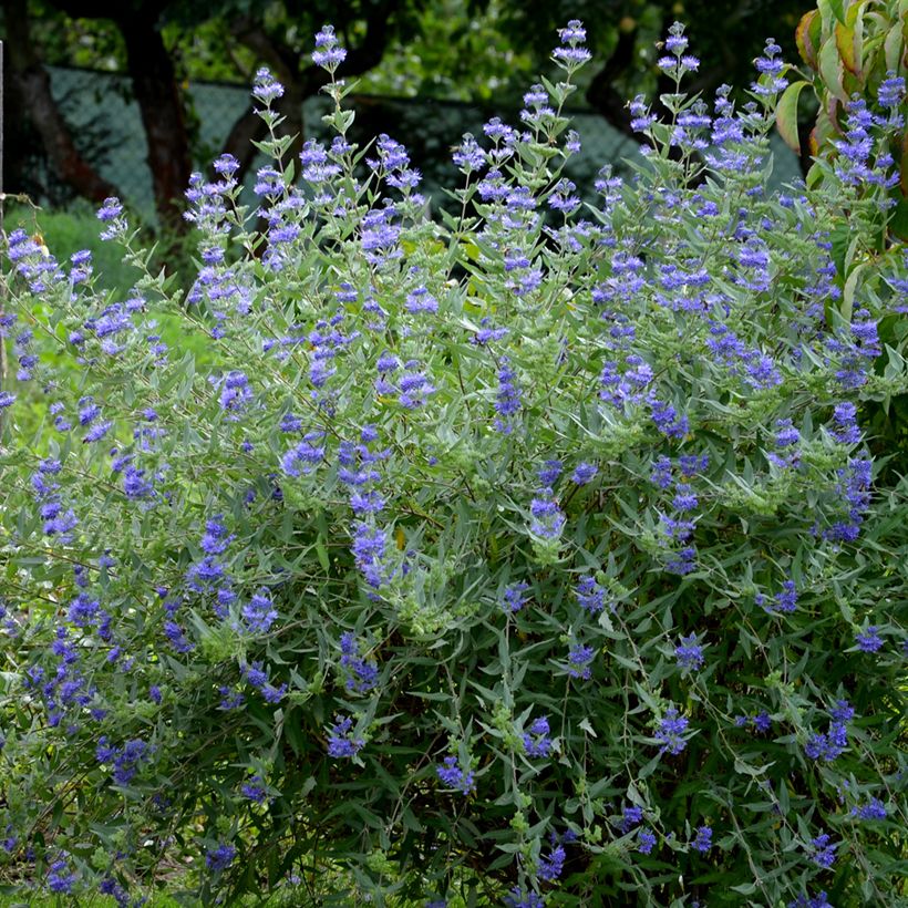 Caryopteris clandonensis Heavenly Blue (Porto)