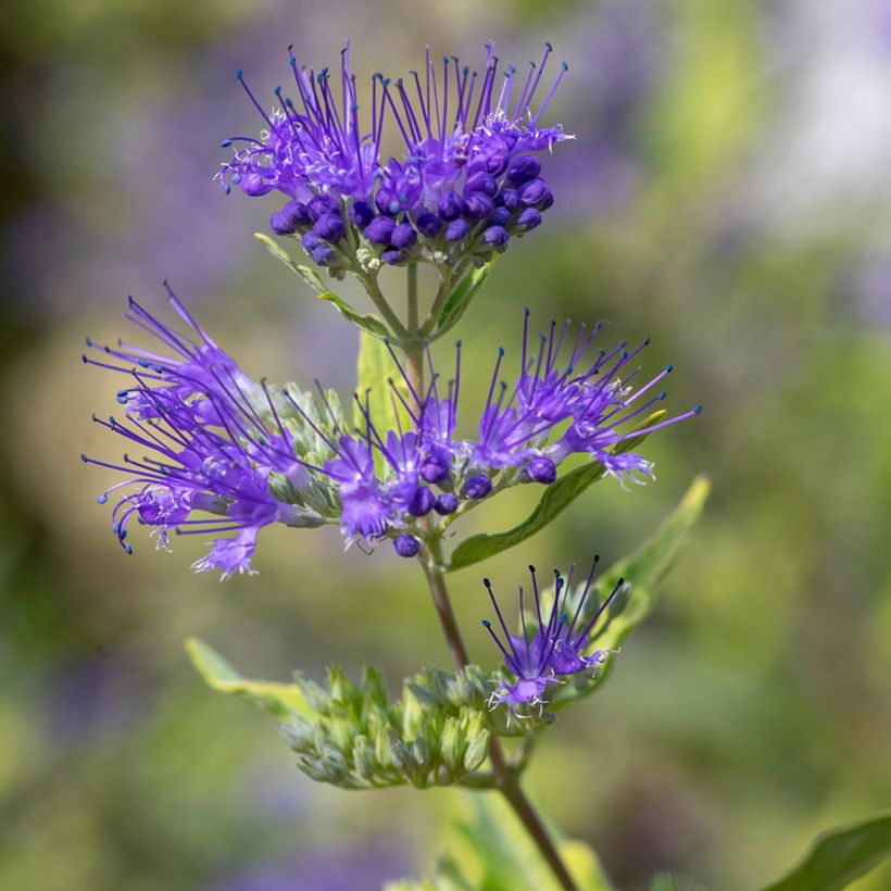 Caryopteris clandonensis Kew Blue (Fioritura)