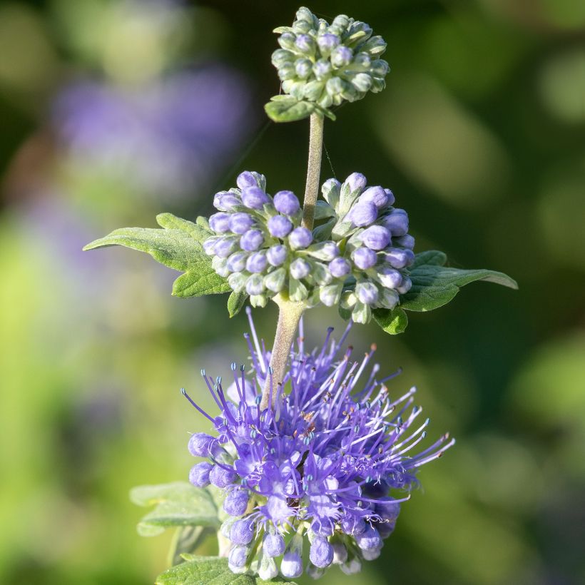 Caryopteris incana Sunny Blue (Fioritura)