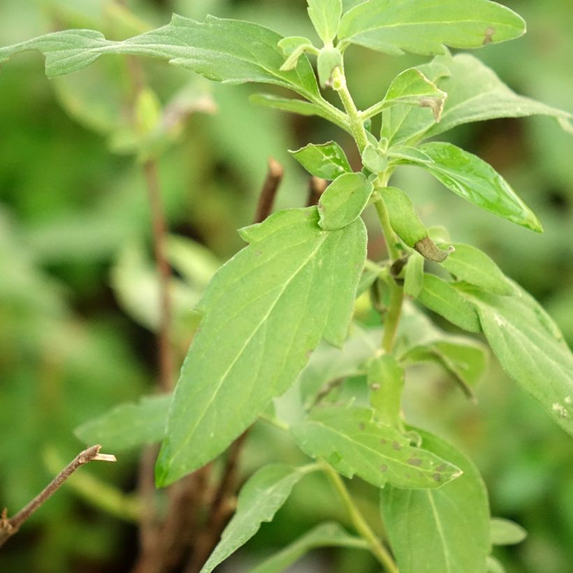 Caryopteris clandonensis Camara Pink (Fogliame)