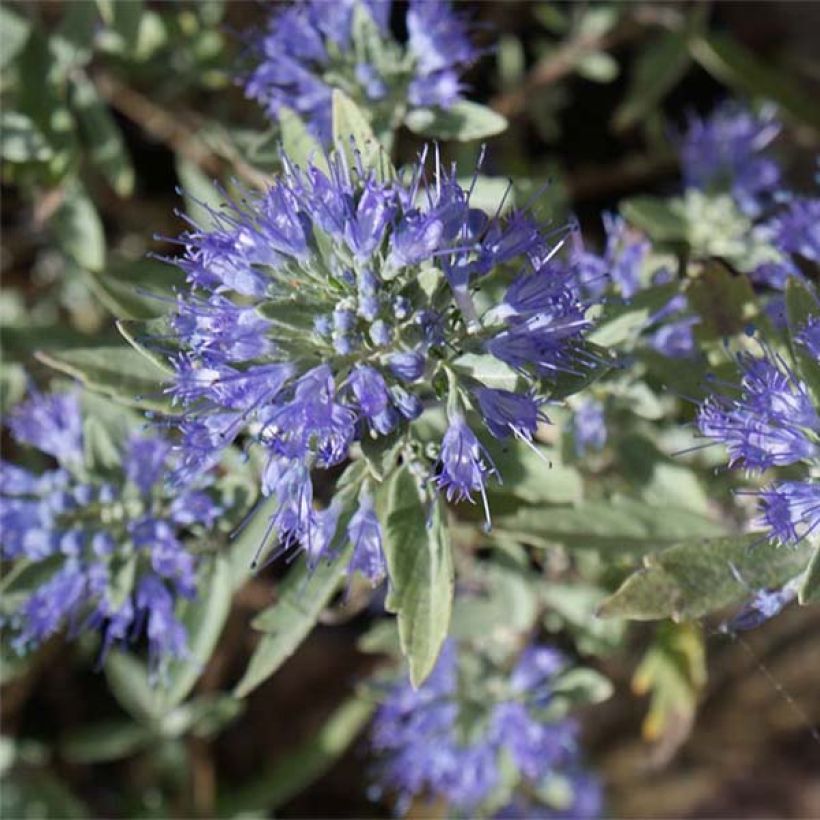 Caryopteris clandonensis Heavenly Blue (Fioritura)