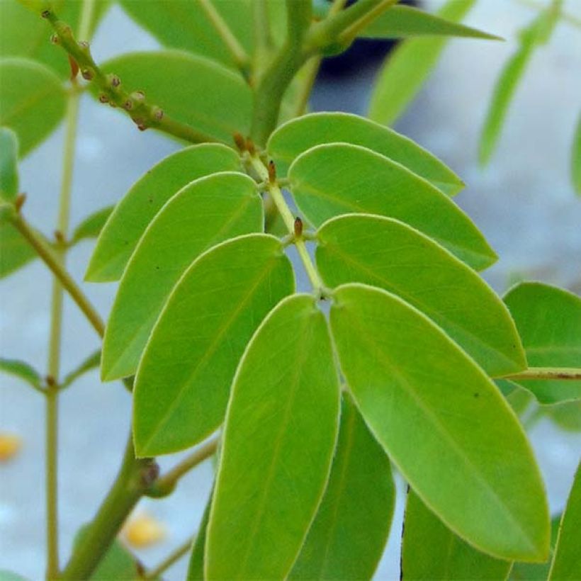 Cassia floribunda (Fogliame)