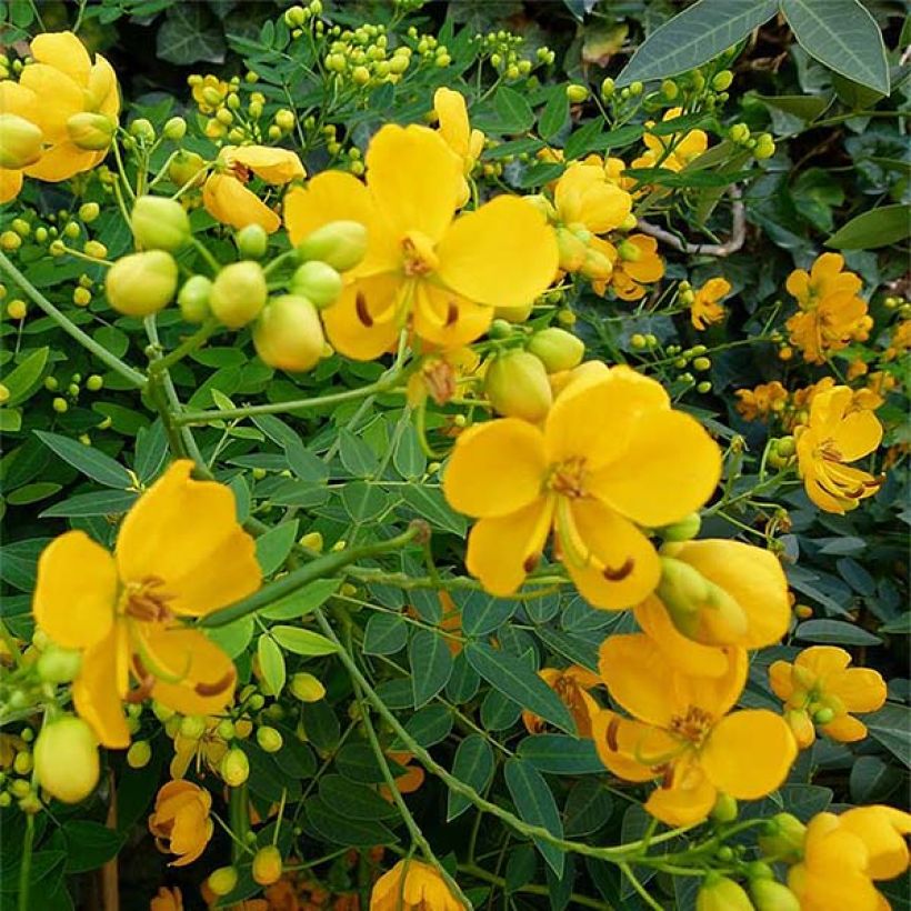 Cassia floribunda (Fioritura)