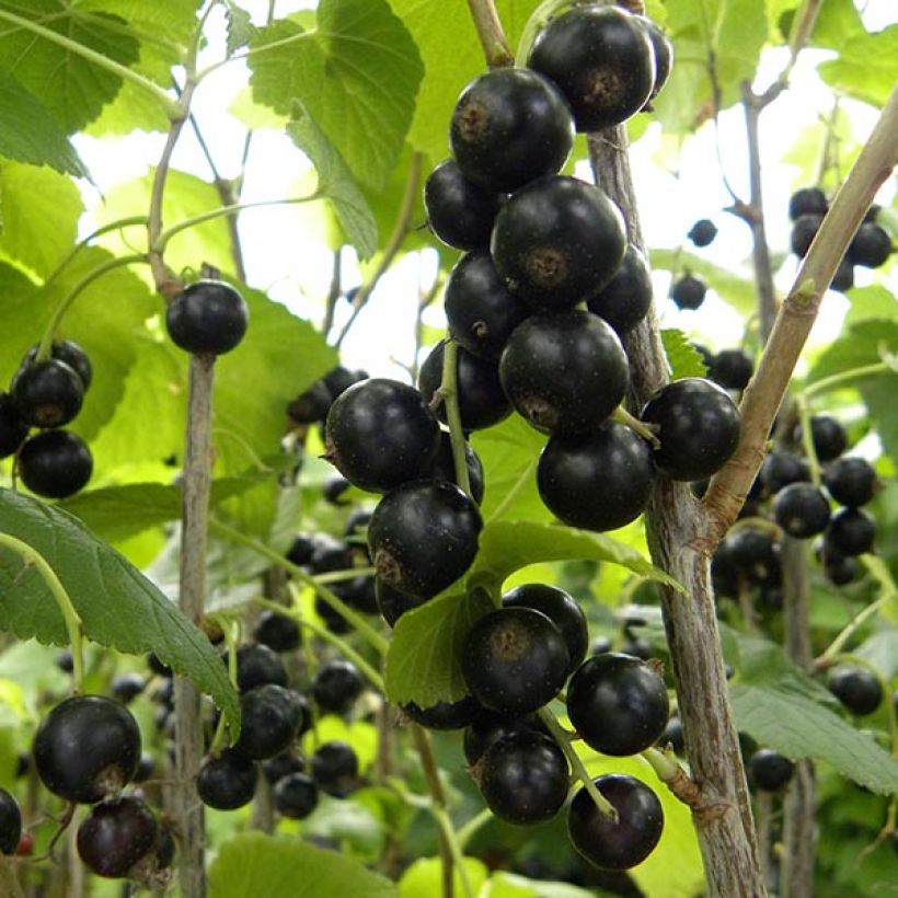 Ribes nero Géant de Boskoop (Raccolta)