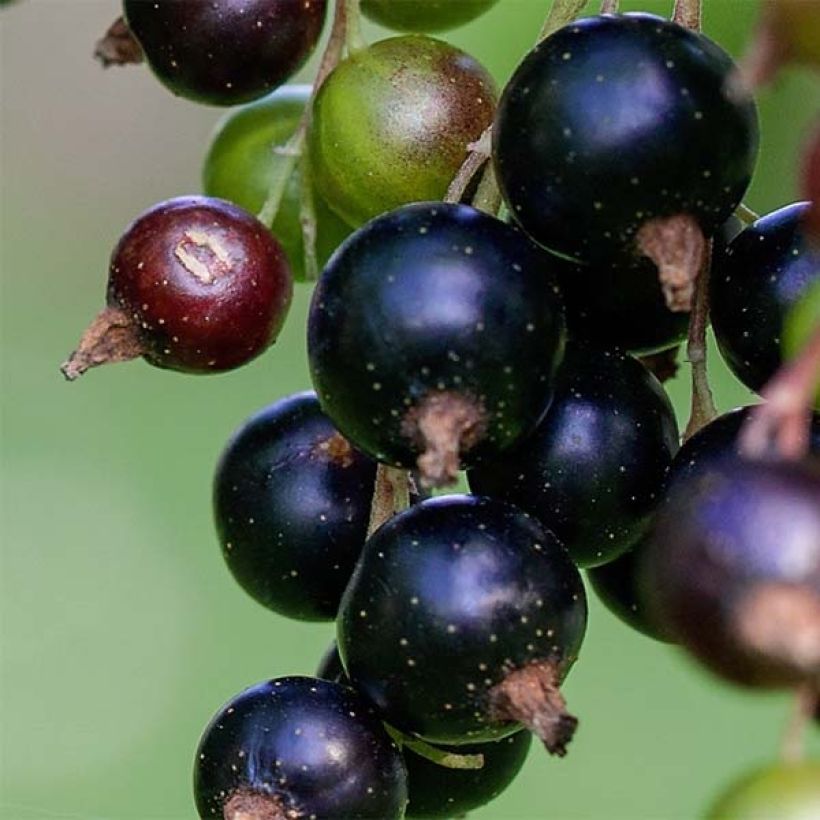 Ribes nero Andega Bio (Raccolta)