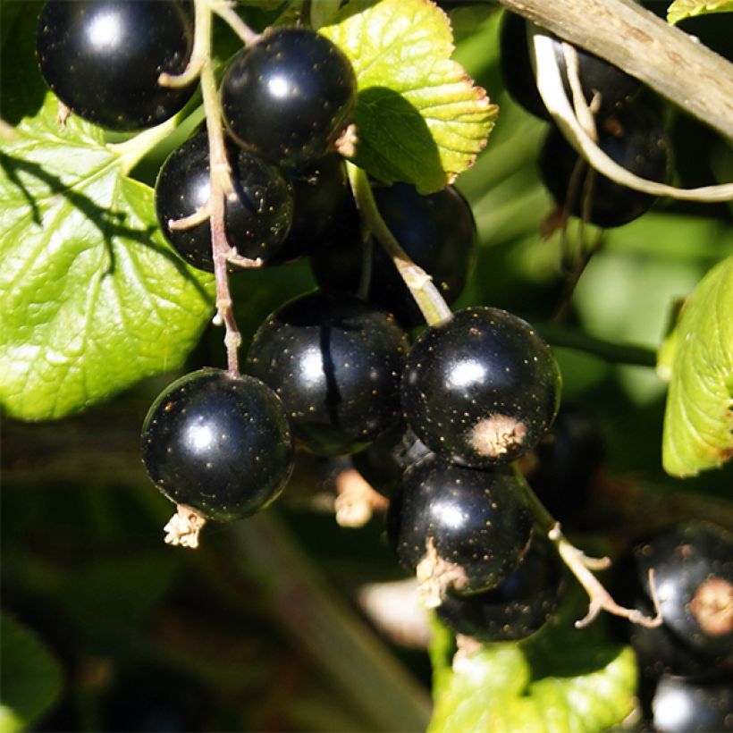 Ribes nero Ben Nevis (Raccolta)