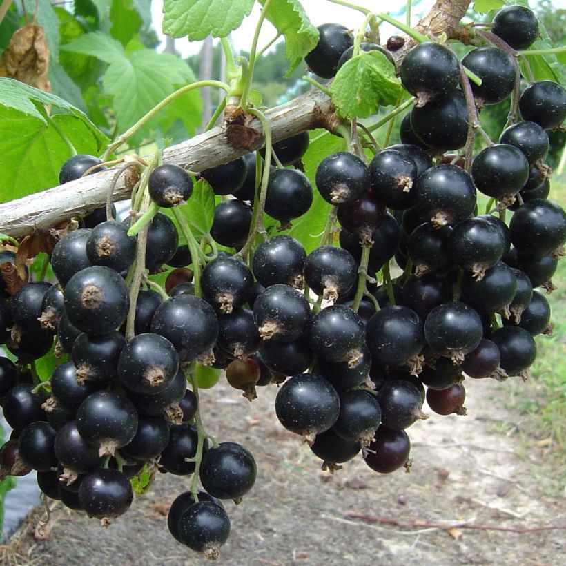 Ribes nero Neva (Raccolta)