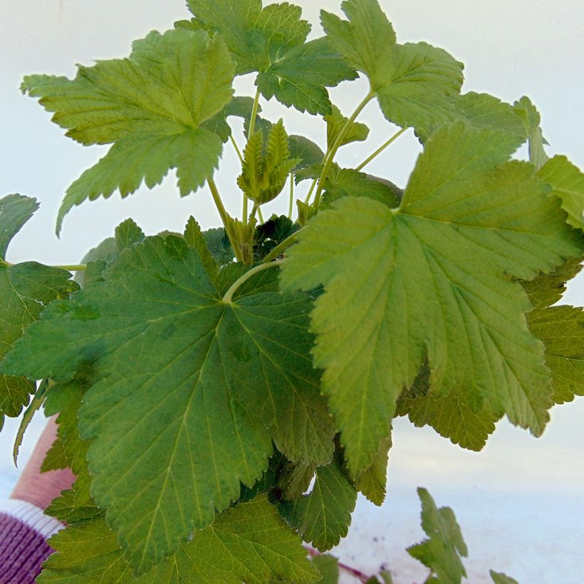 Ribes nero Noiroma (Fogliame)