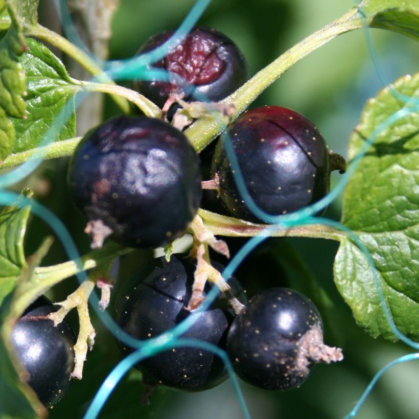 Ribes nero - Ribes nigrum (Raccolta)