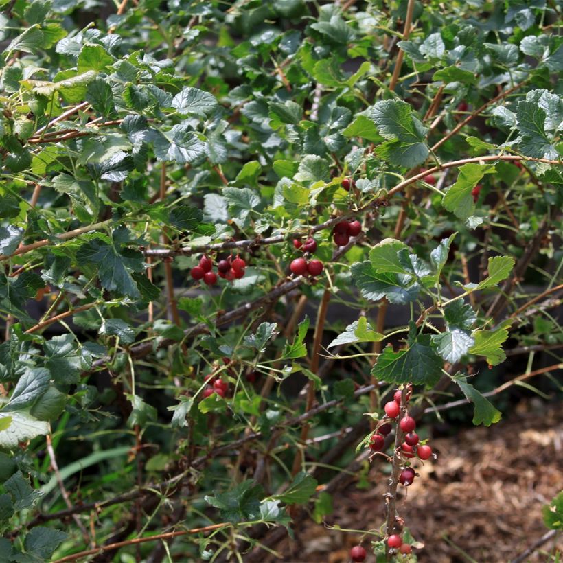 Ribes nero - Ribes nigrum (Porto)