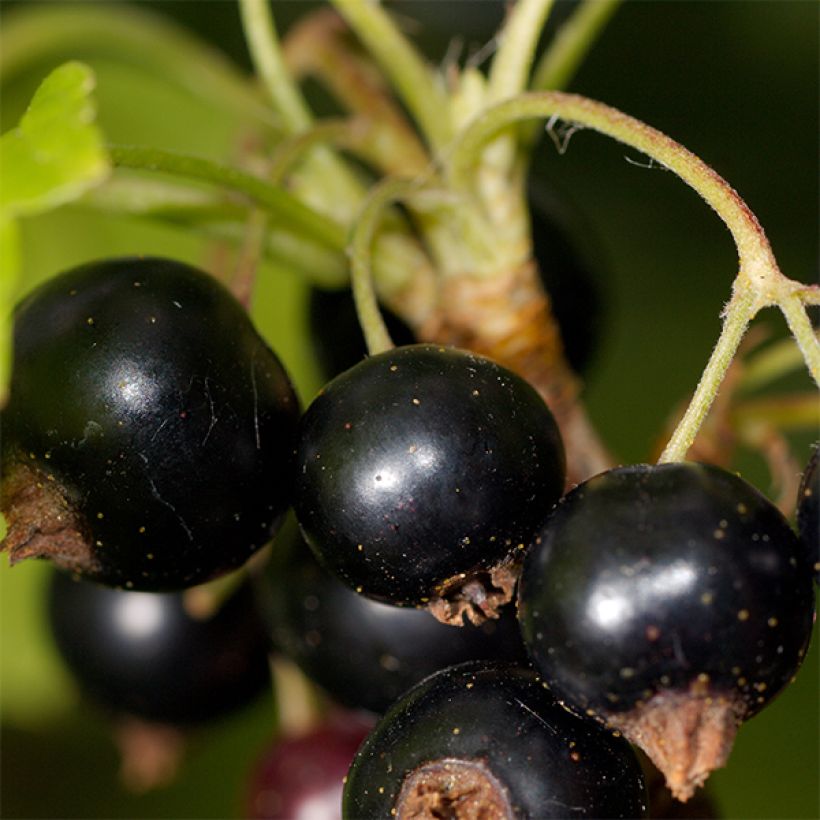 Ribes nero Titania (Raccolta)