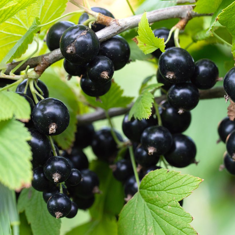 Ribes nero Titania Bio (Raccolta)