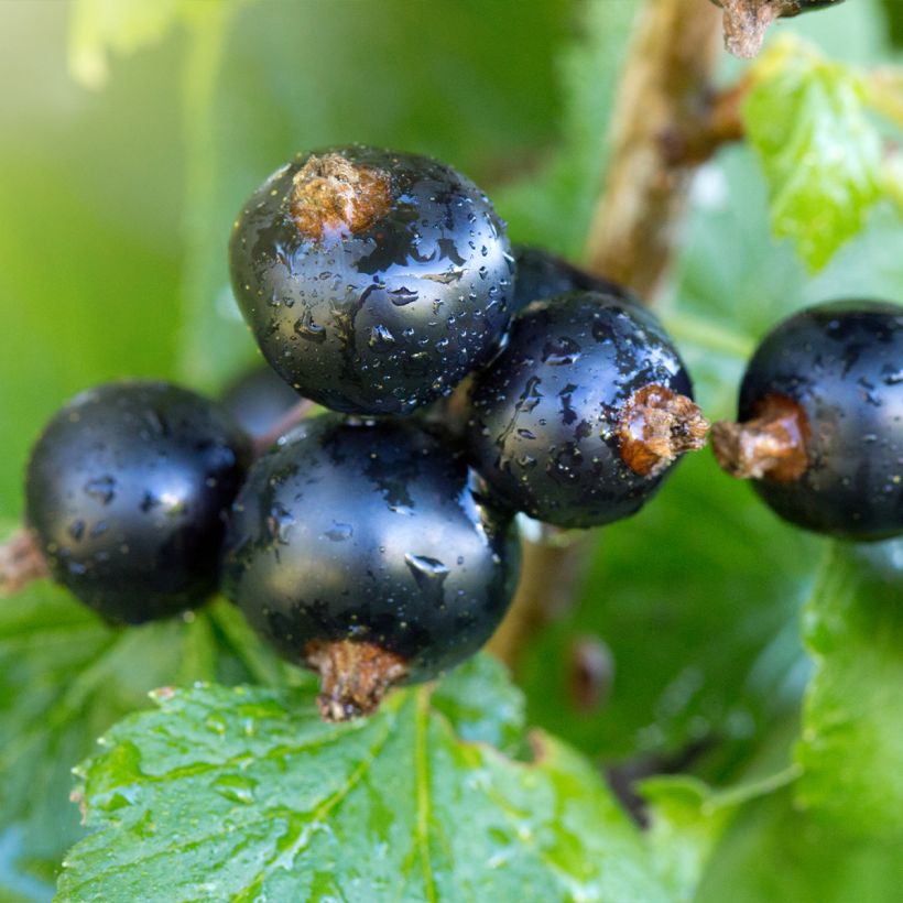 Ribes nero Troll (Raccolta)