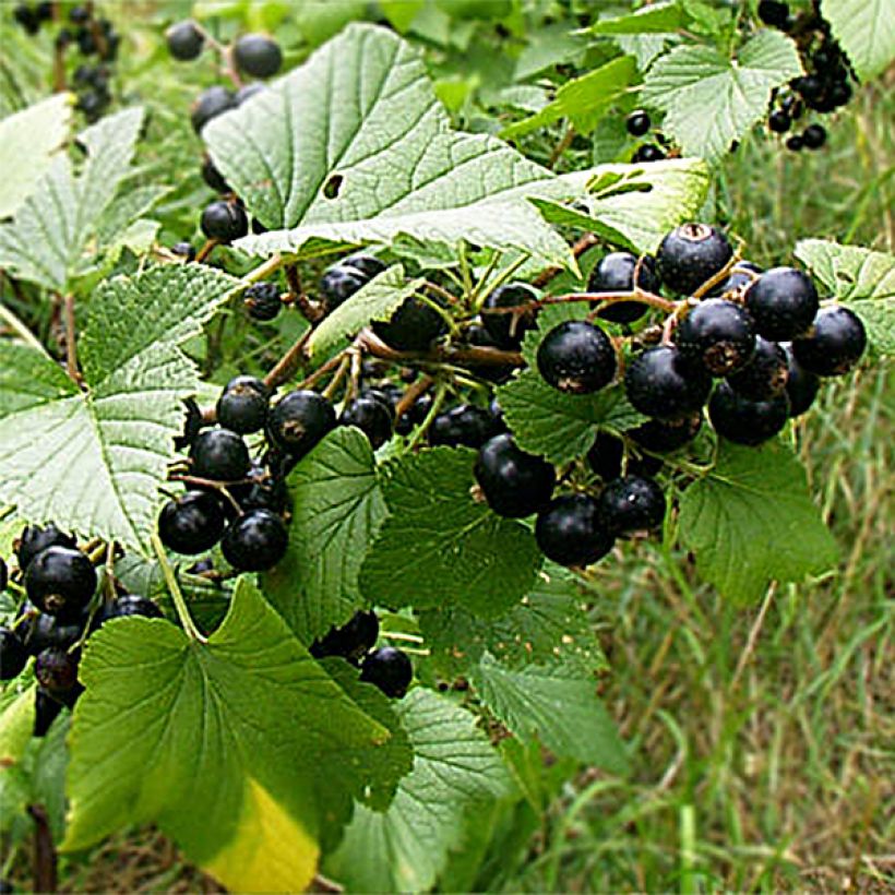 Ribes nero Wellington (Raccolta)