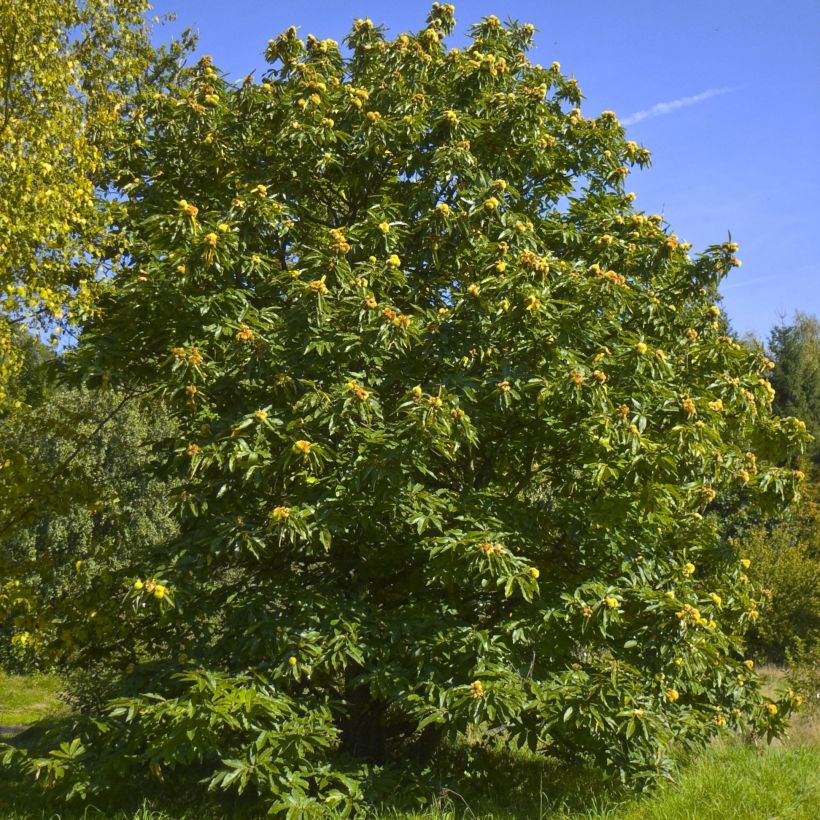 Castanea sativa - Castagno (Porto)