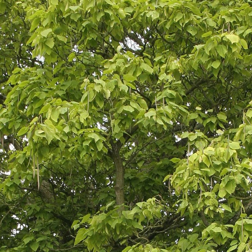 Catalpa bignonioides - Albero dei sigari (Fogliame)