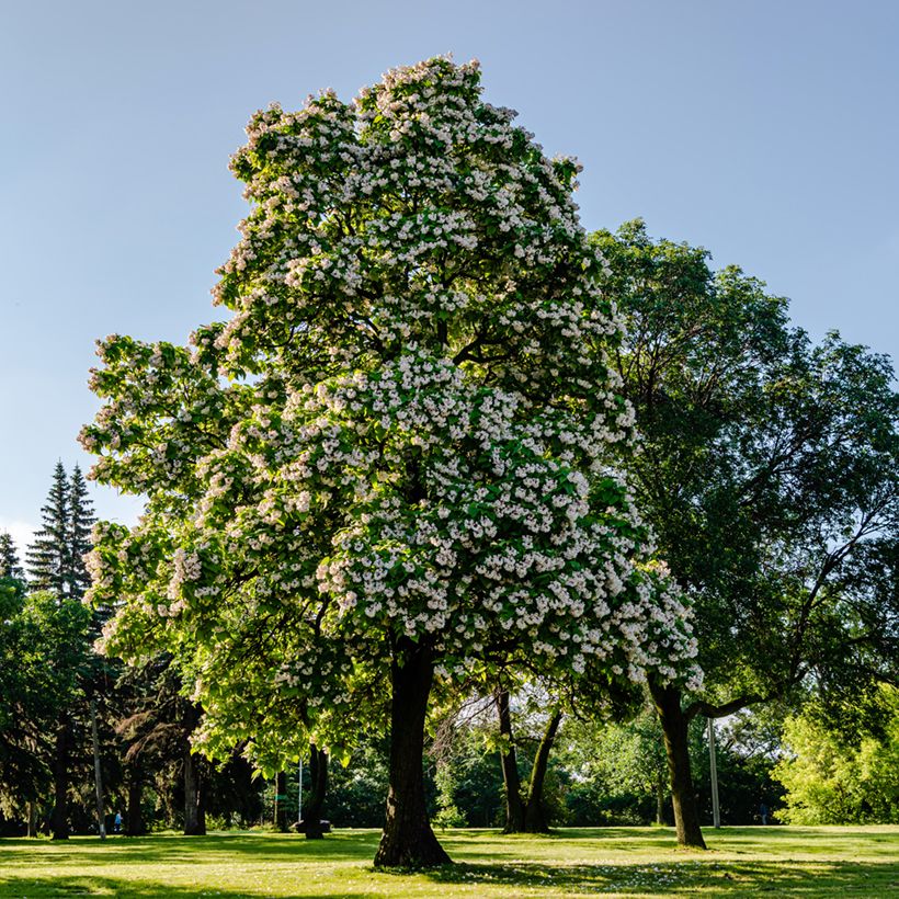 Catalpa bignonioides - Albero dei sigari (Porto)