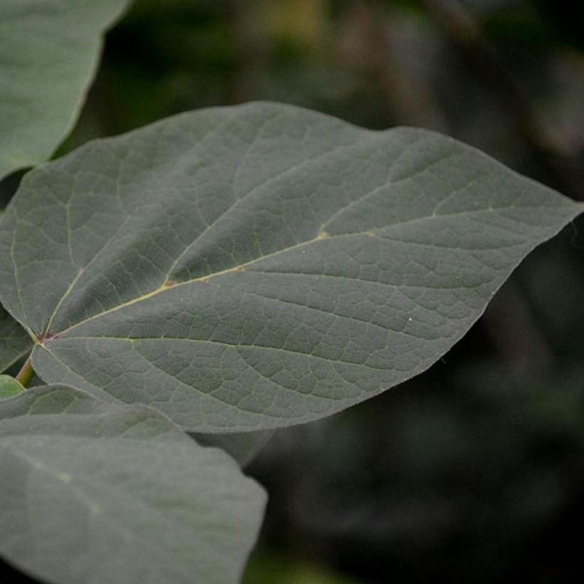 Catalpa erubescens Purpurea - Albero dei sigari (Fogliame)