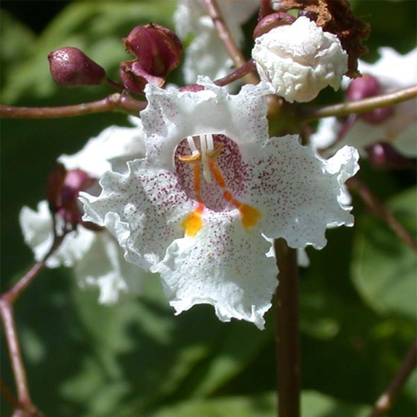 Catalpa erubescens Purpurea - Albero dei sigari (Fioritura)