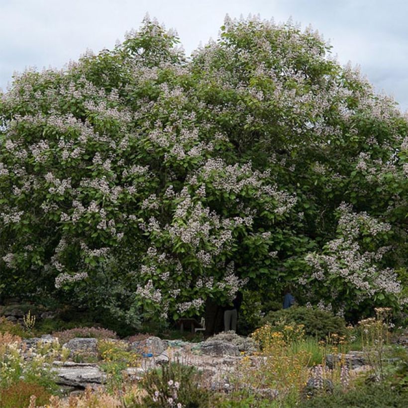 Catalpa erubescens Purpurea - Albero dei sigari (Porto)