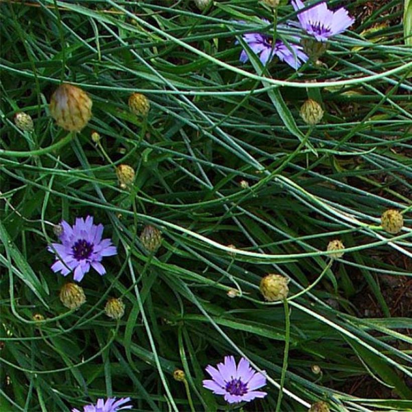 Catananche caerulea - Cupidone azzurro (Fogliame)