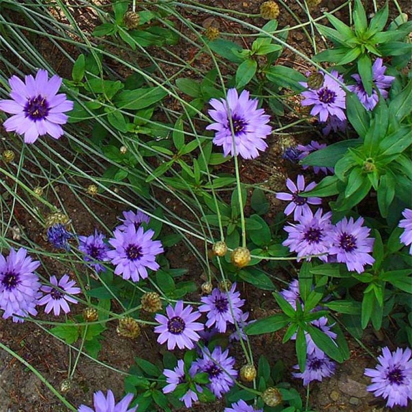 Catananche caerulea - Cupidone azzurro (Fioritura)