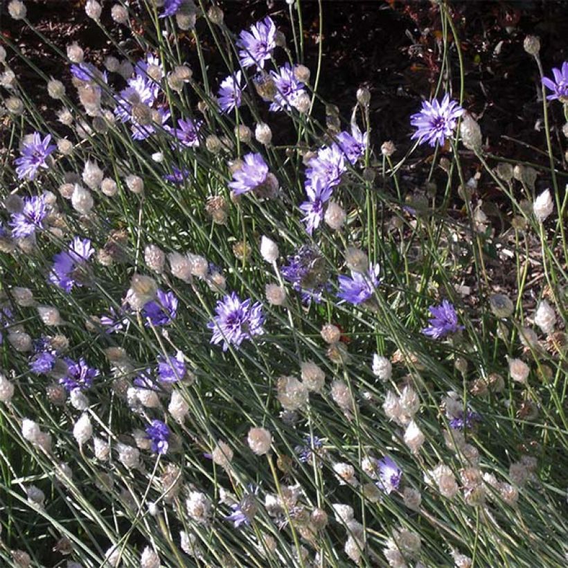 Catananche caerulea - Cupidone azzurro (Porto)