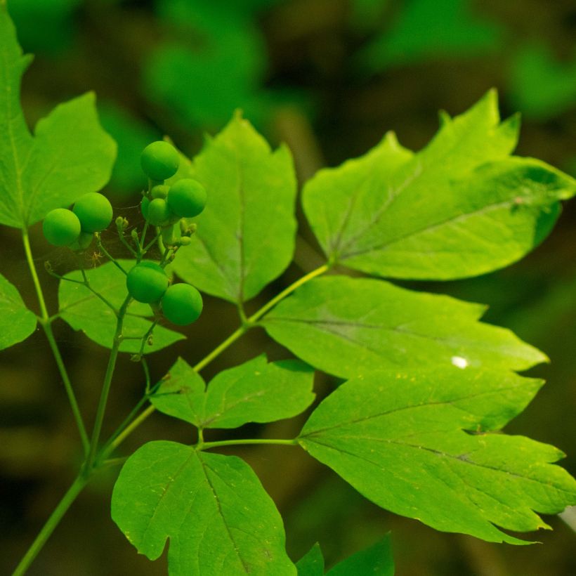 Caulophyllum thalictroides (Fogliame)