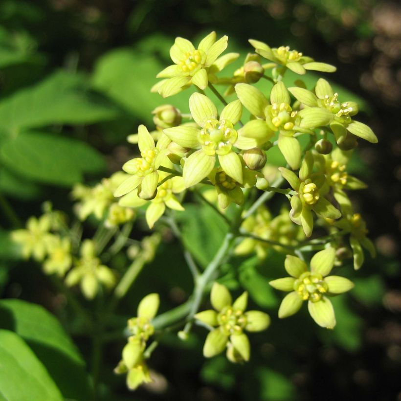 Caulophyllum thalictroides (Fioritura)