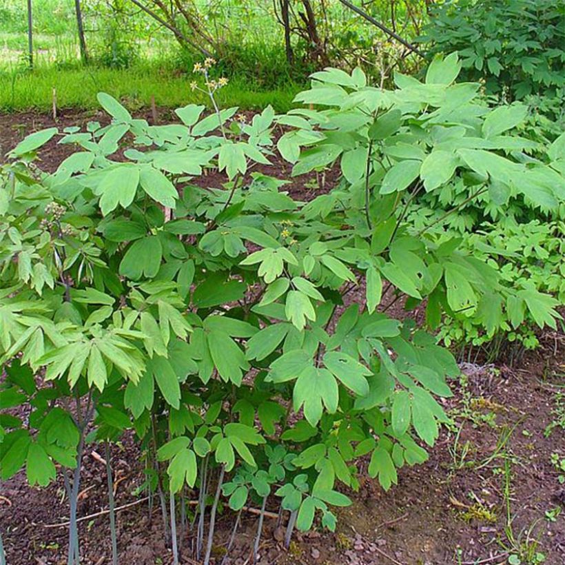 Caulophyllum thalictroides (Porto)