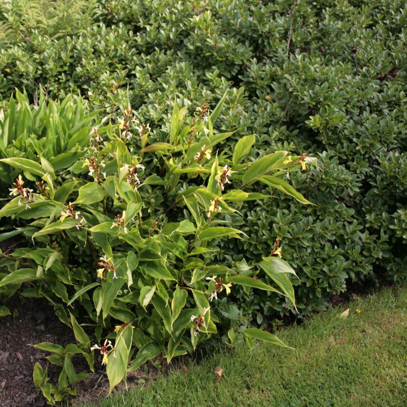 Cautleya gracilis (Porto)