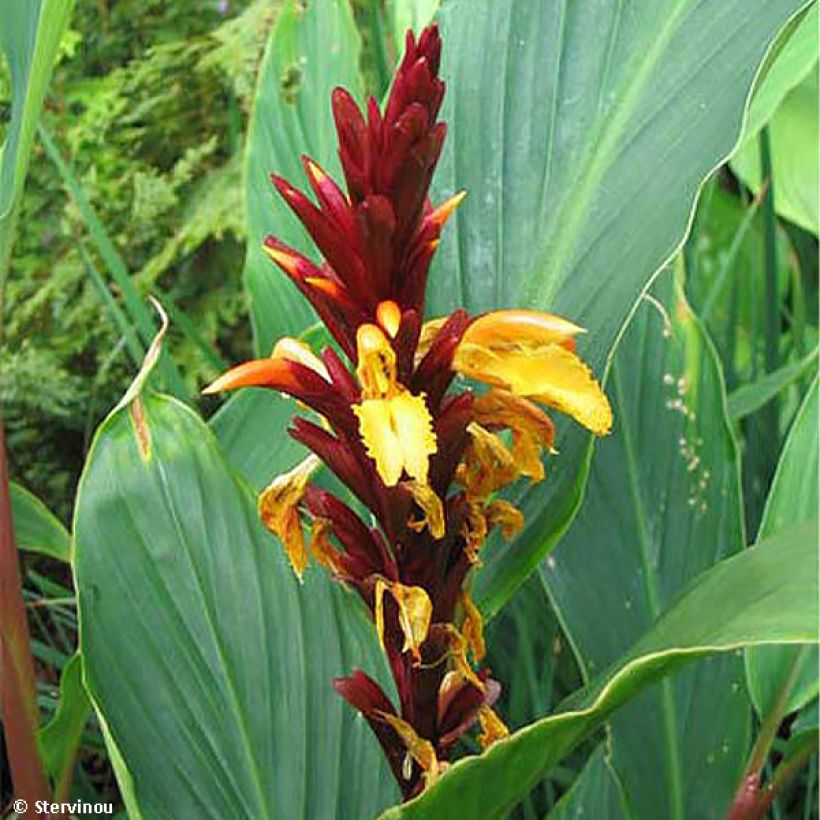 Cautleya spicata Robusta (Fioritura)