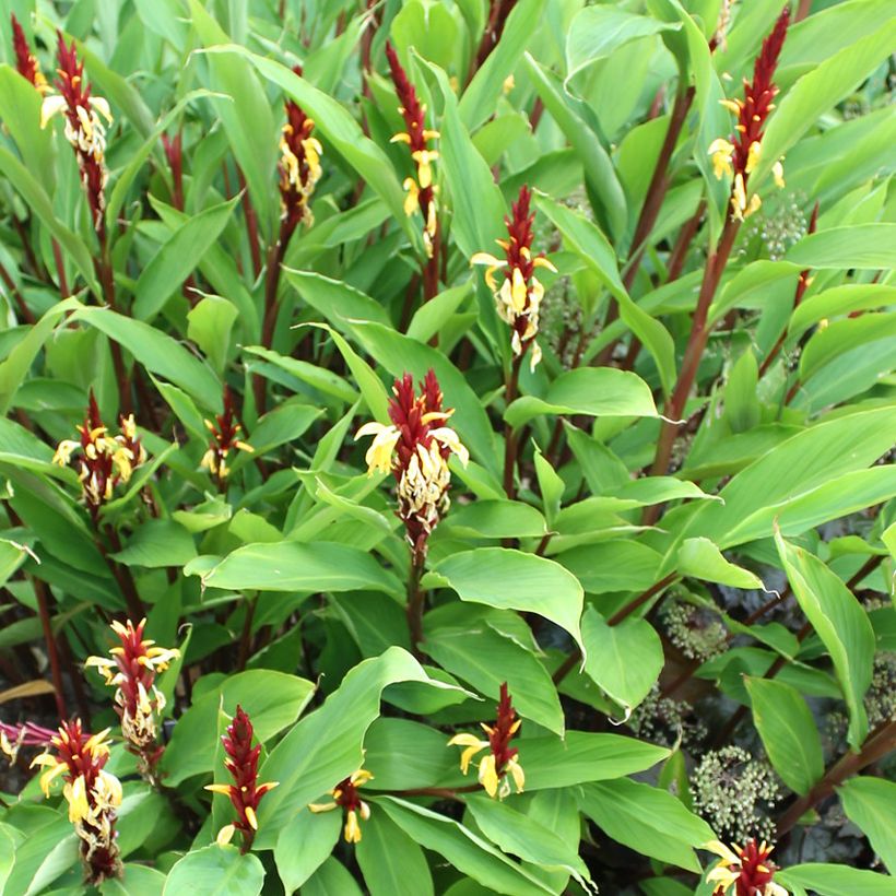 Cautleya spicata Robusta (Porto)