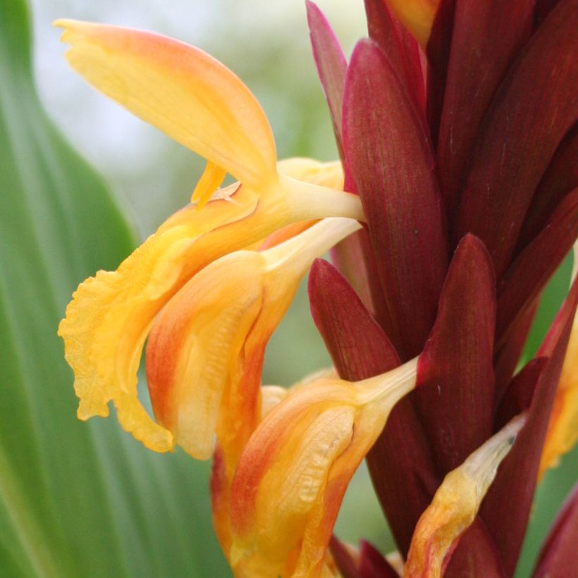 Cautleya spicata (Fioritura)