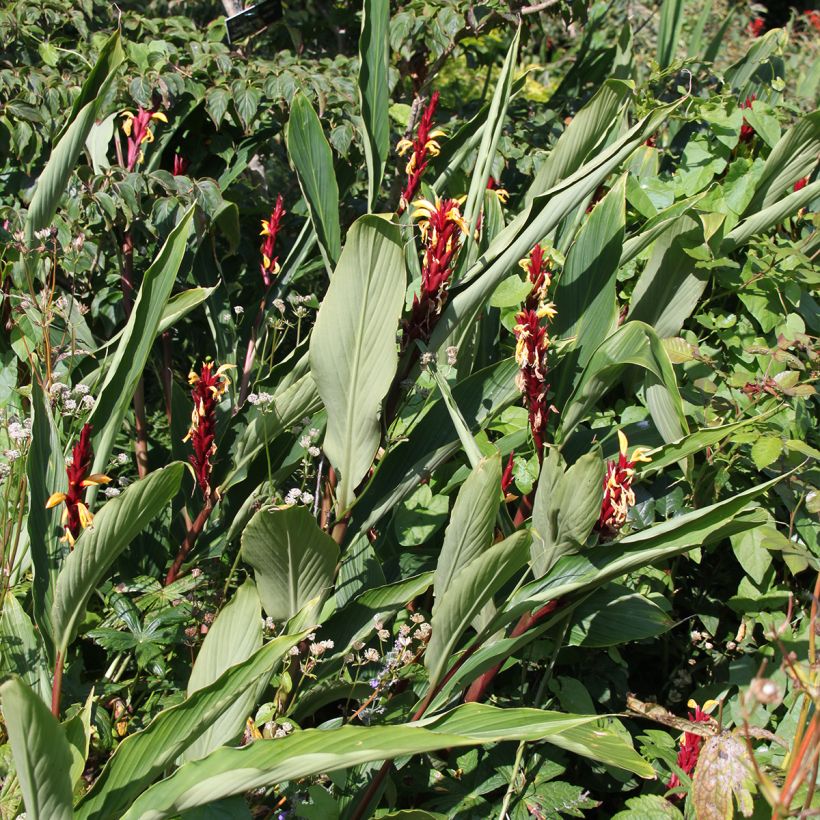 Cautleya spicata (Porto)