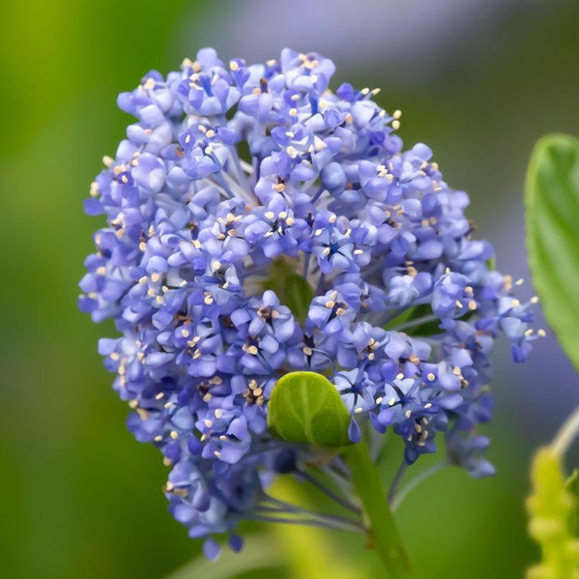 Ceanothus Autumnal Blue (Fioritura)