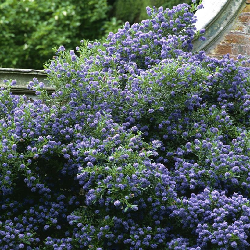 Ceanothus Autumnal Blue (Porto)