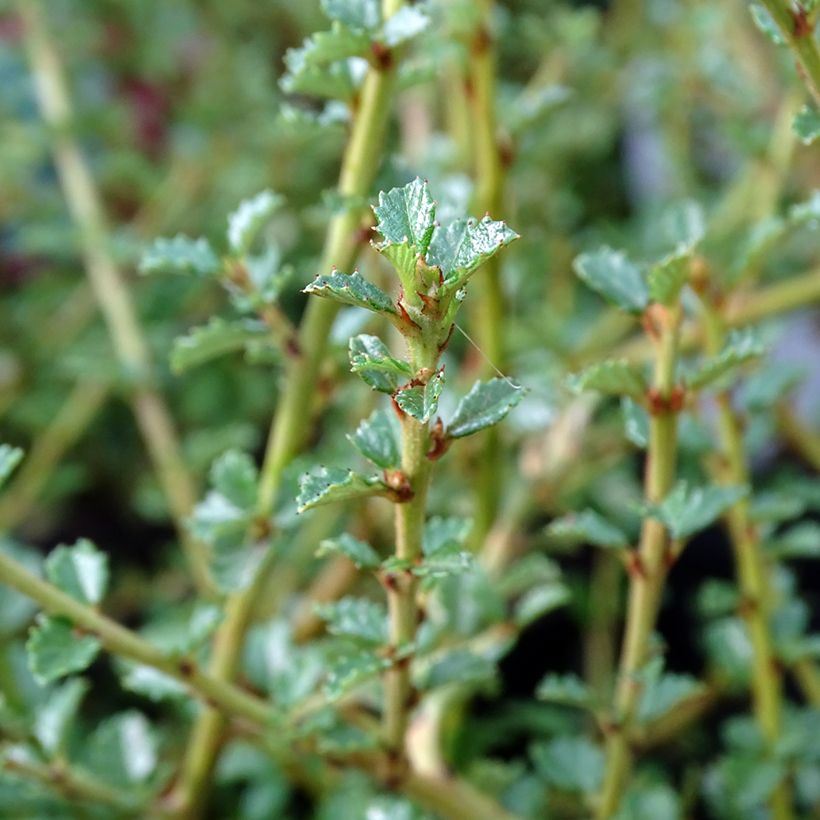 Ceanothus Edinburgh (Fogliame)