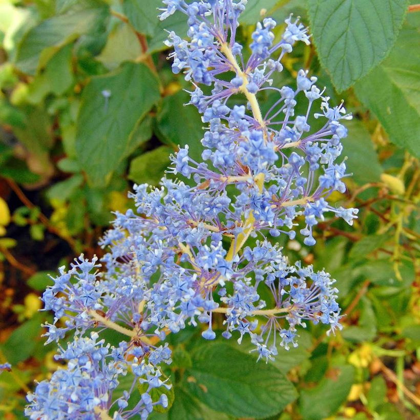 Ceanothus delilianus Gloire de Versailles (Fioritura)