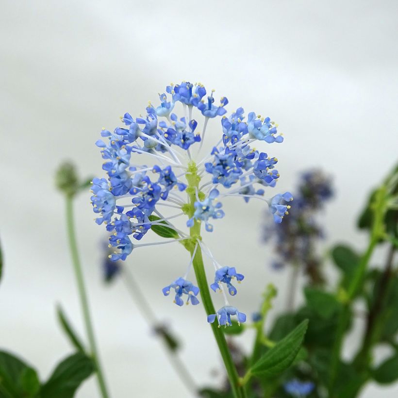 Ceanothus Skylark (Fioritura)