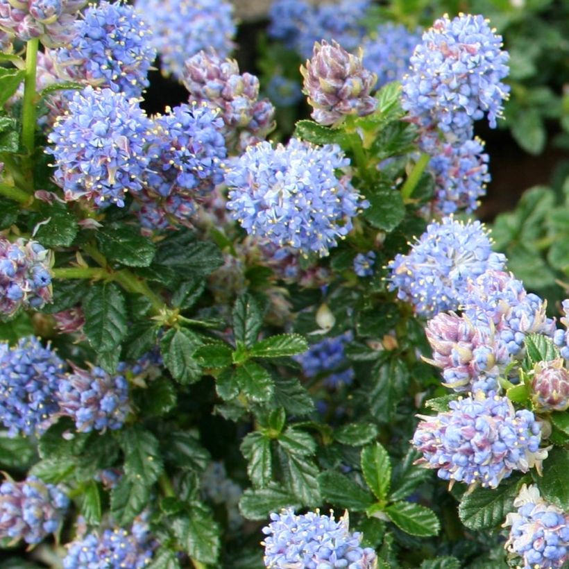 Ceanothus Blue Mound (Fioritura)